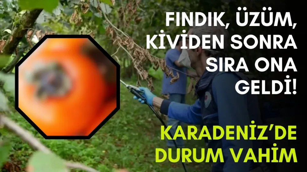 Karadenizlinin hali yaman! Önce fındık, sonra kivi, ardından üzümü vurmuştu, bu kez daha beteri geliyor