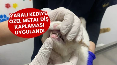 Yaralı Kediye Özel Metal Diş Kaplaması Uygulandı