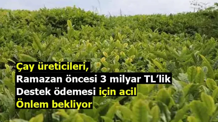 Çay üreticileri, Ramazan öncesi 3 milyar TL’lik destek ödemesi için acil önlem bekliyor