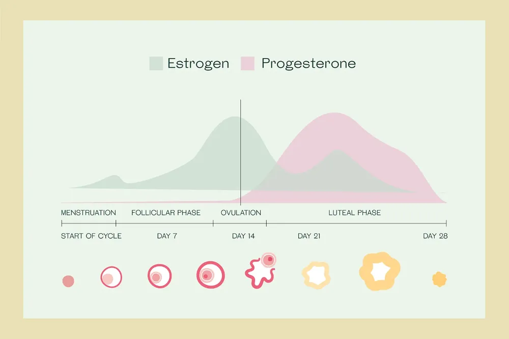 Progesteron Nedir? Progesteron Yüksekliği ve Düşüklüğü Belirtileri