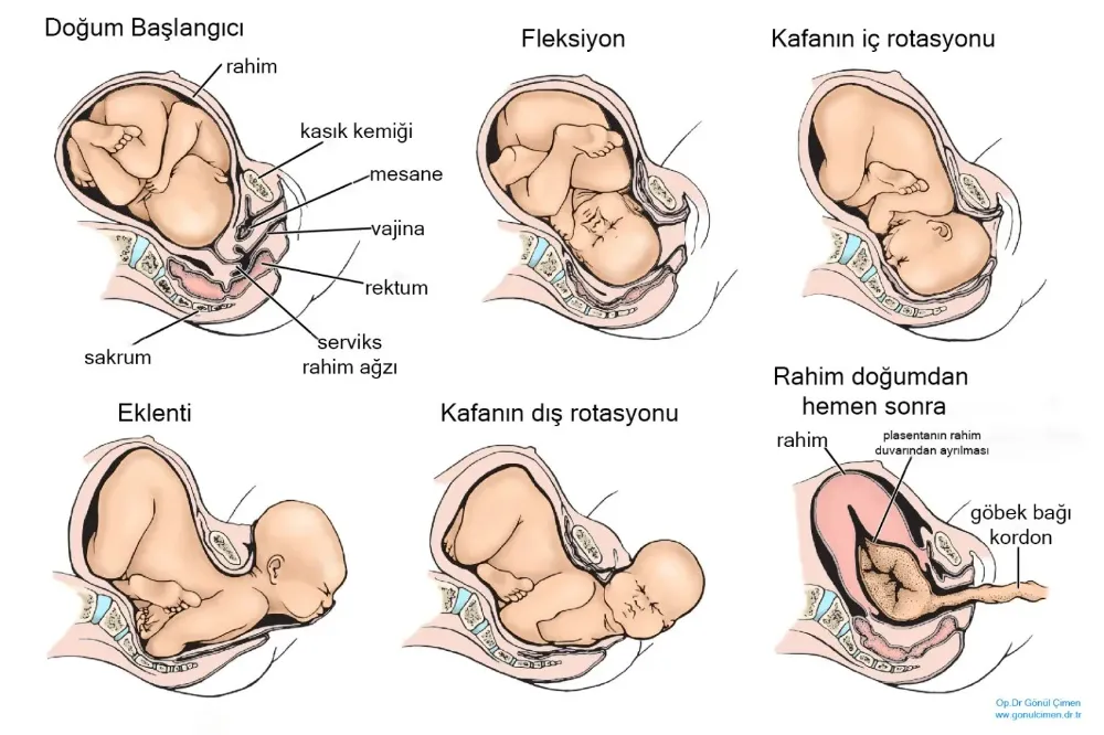 Normal Doğum ve Doğum Aşamaları, Doğum Nasıl Gerçekleşir?