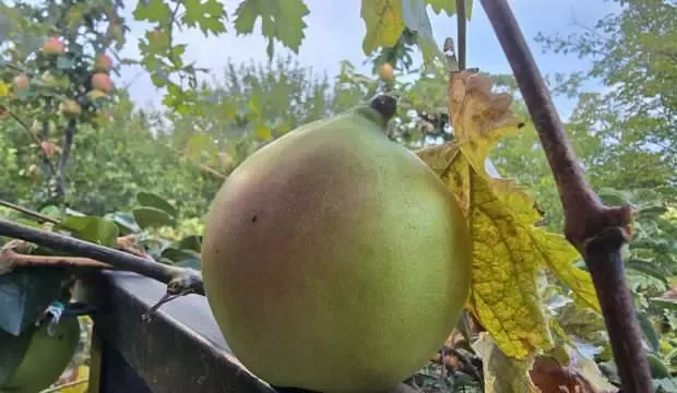 Elma diye dikti, armuda benzedi: Tadına bakınca şok oldu!