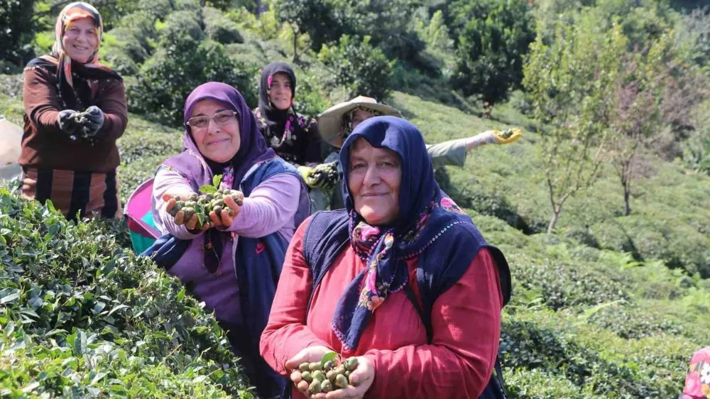 Rize’de çay sezonu biterken, müstahsiller çay tohumuna yöneliyor