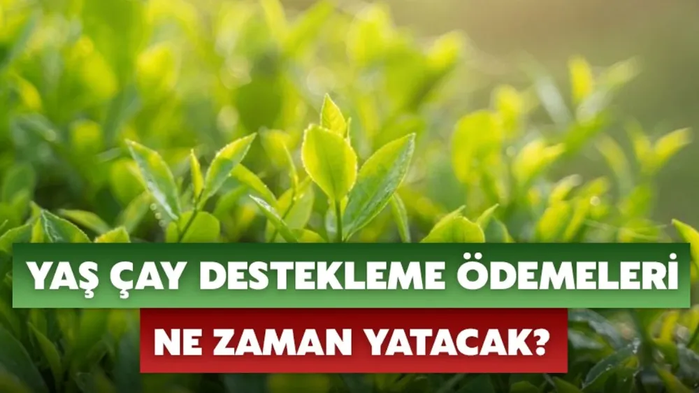 Yaş Çay Destekleme Ödemeleri Ne Zaman Yatacak?