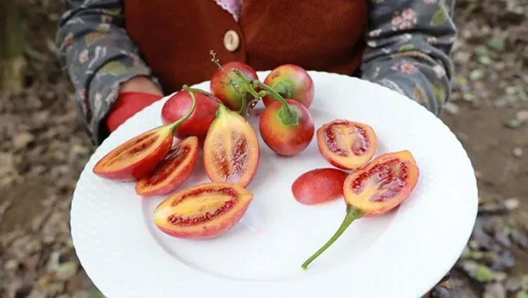 Tamarillo Rize’de Ağaç Domatesi Olarak Biliniyor