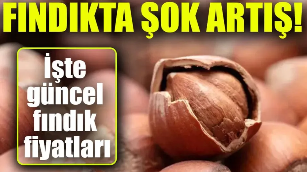 Fındık Fiyatlarında Şok Artış! Üreticiler ve Tüccarlar Simdi Ne Yapacak?