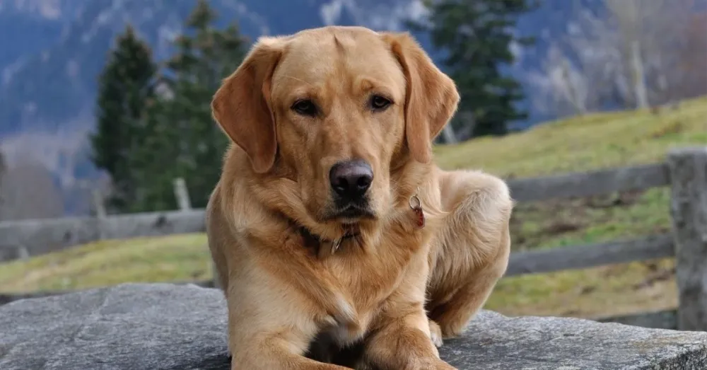 Sokak köpekleri uyutulacak mı? Ötenazi ne demek?