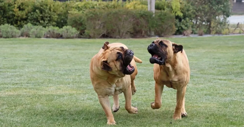 Ötenazi ne demek? Sokak köpeklerine ne yapılacak?