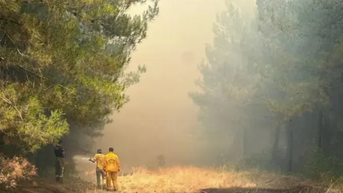Bursa’daki Orman Yangını Hakkında Dikkat Çeken Savlar