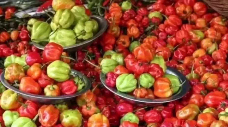 MasterChef Biber Dolması tarifi! En güzel Biber Dolması tarifi! Biber Dolması tarifi nasıl yapılır? Biber Dolması için malzemeler!