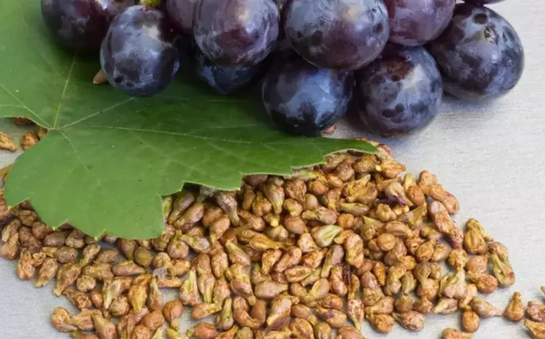 Bu meyvenin değeri bilinmiyor! Tohumları varisli damarların şişmesini azaltıyor