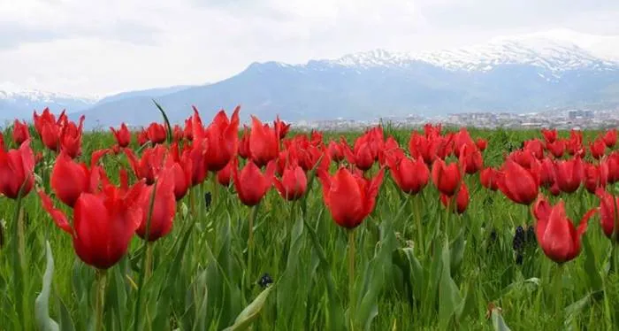 Muş Nasıl Bir Şehirdir? Neleri Meşhurdur? En Güzel İlçeleri Nereleridir ve Pahalı mıdır?