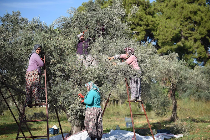 Zeytin ağacı kurak yazda strese girdi, yağ verimi ve kalitesi düştü