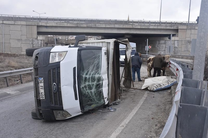 Büyükbaş yüklü kamyonet devrildi