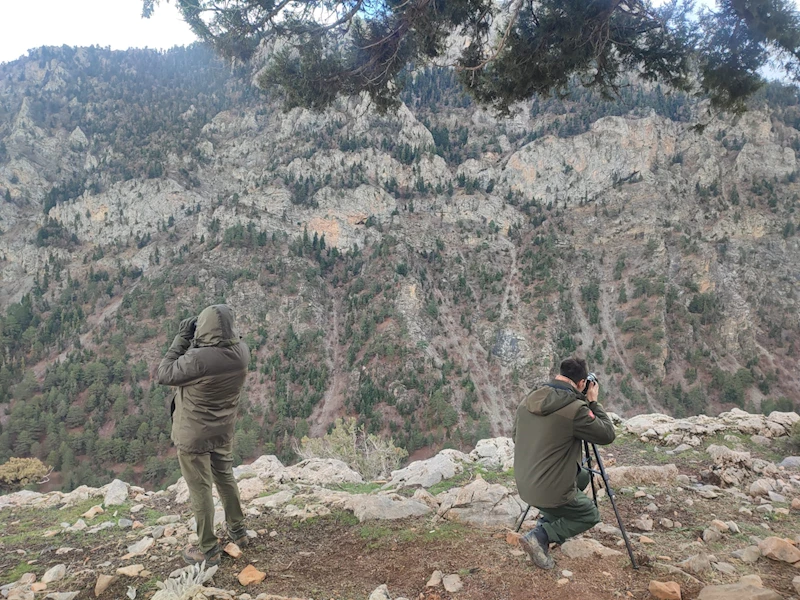 Niğde’de yaban keçisi envanteri çıkartıldı