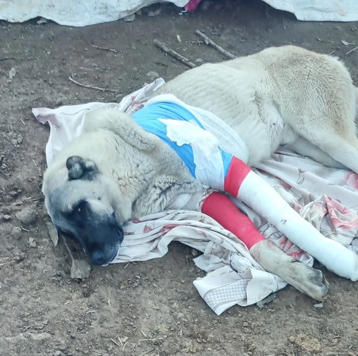 Elazığ’da, avcıların tüfekle vurduğu 2 çoban köpeğinden biri öldü