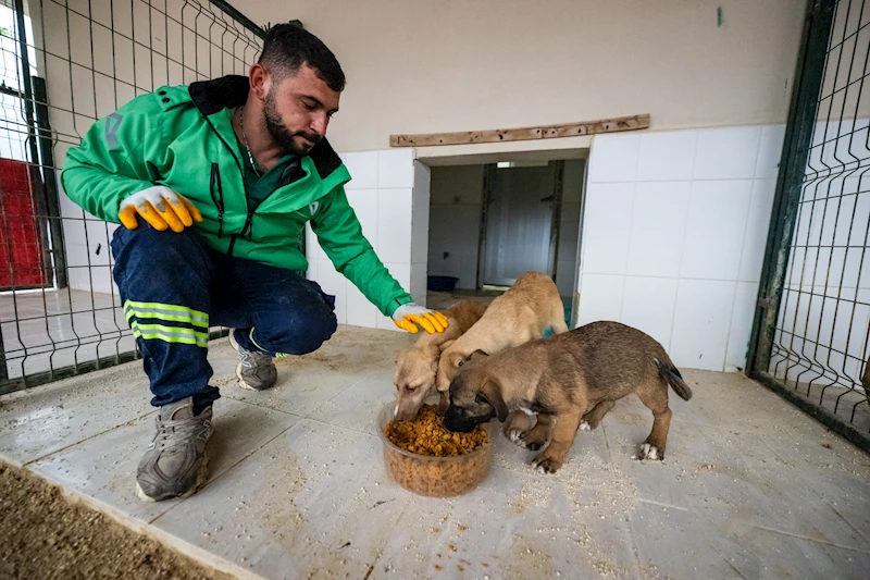 Yemek artıkları sokak hayvanlarına mama oluyor