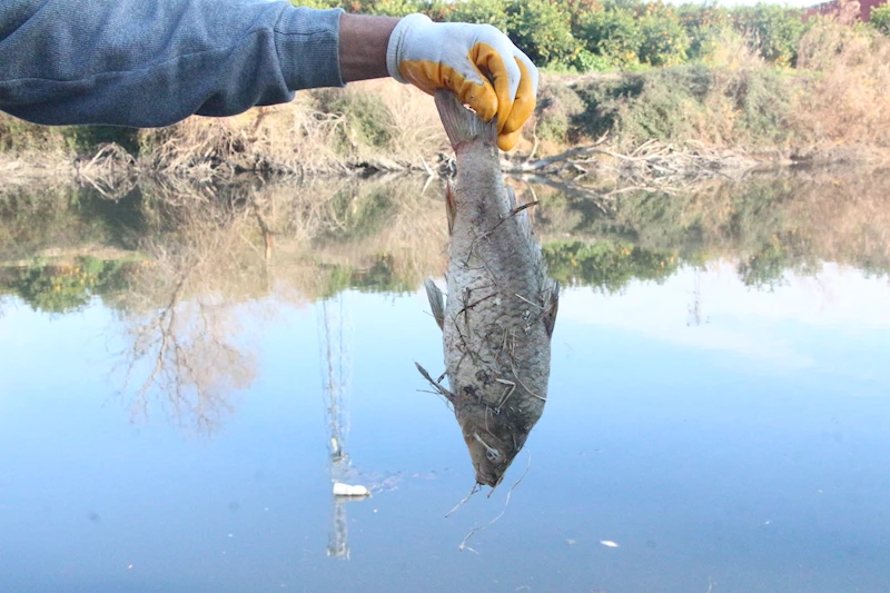 Rengi siyaha dönüp köpüren Ceyhan Nehri’nde balık ölümleri