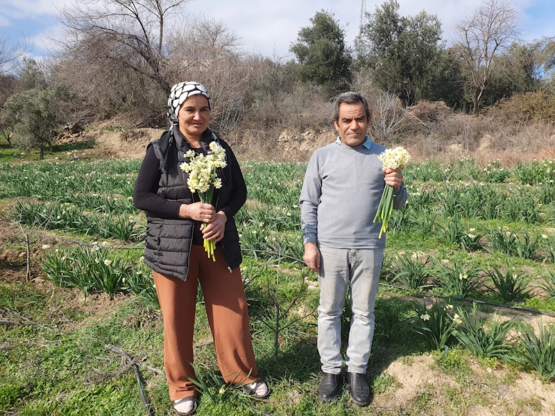 Kadın üretici, nergislerine pazar arıyor