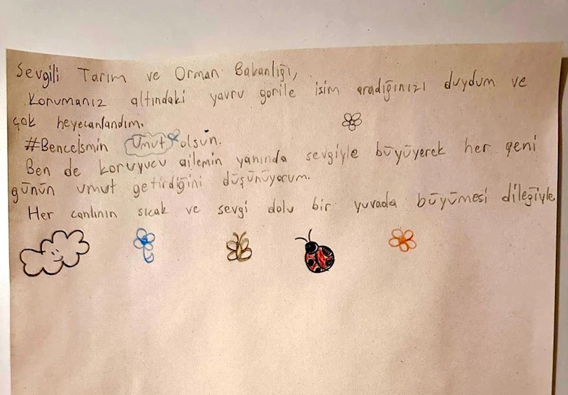 Bakanlık, yavru gorile isim arıyor (2)