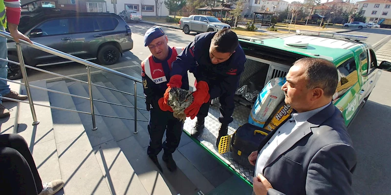 Yaralı bulunan puhu kuşu tedaviye alındı