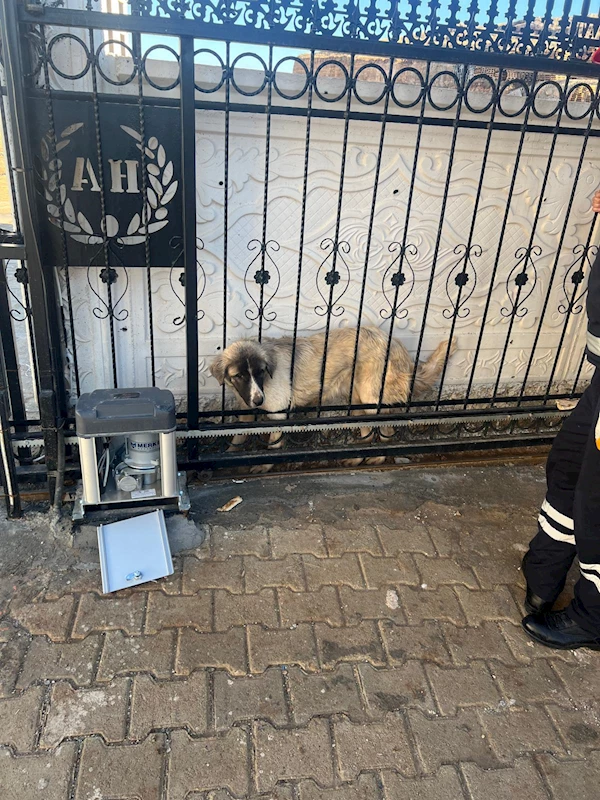 Mardin’de, başı demir kapıya sıkışan köpeği itfaiye kurtardı