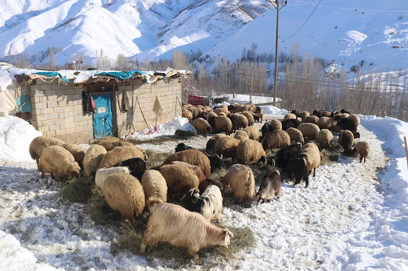 Bitlis