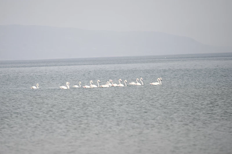 Göç yolundaki flamingolar, İznik Gölü