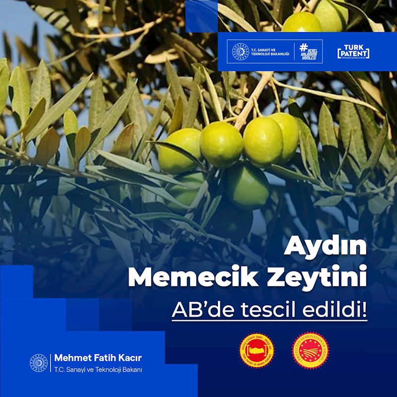 Aydın Memecik Zeytini