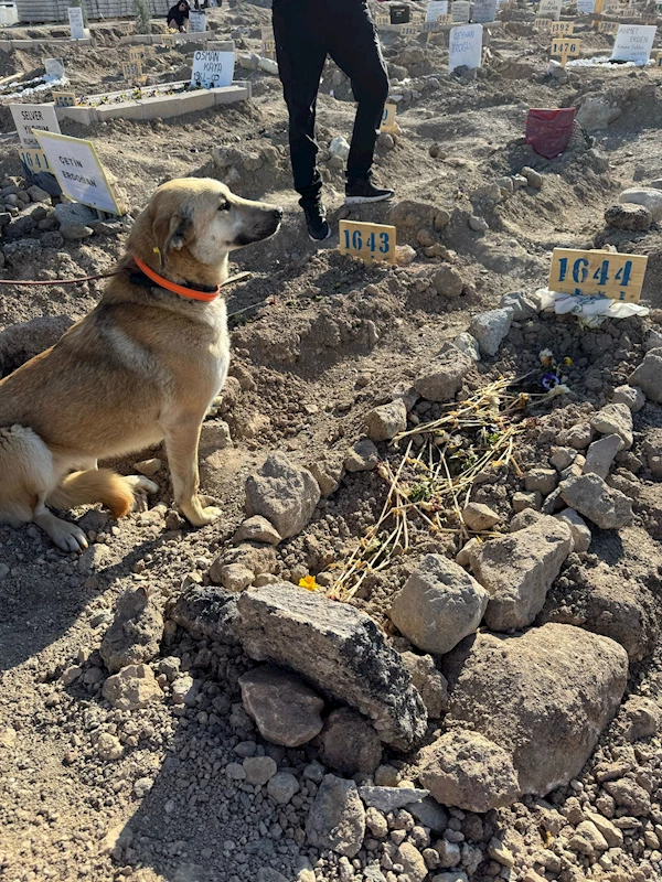 Yangında ölen hayvanseverin köpekleri sahiplendirildi