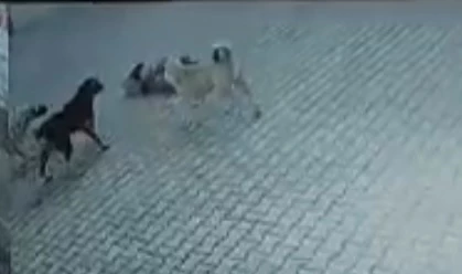 Berrak, sokak köpeklerinin saldırısında yaralandı; o anlar kamerada