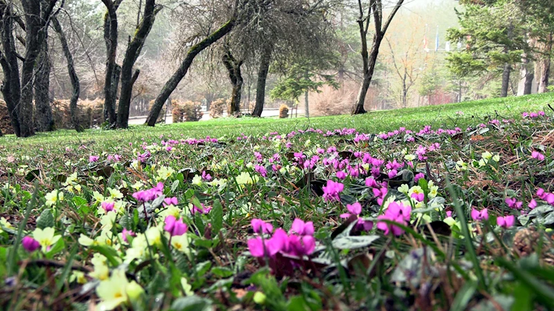 Baharın müjdecisi Abant çiğdemleri, milli parka renk kattı