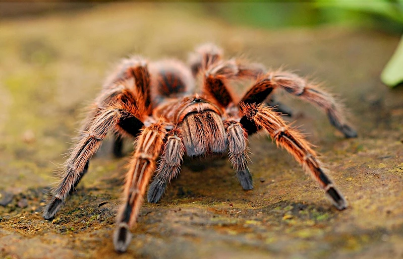  İnternette yasa dışı tarantula satışı