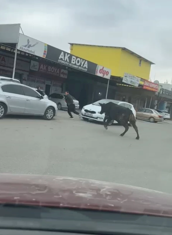 Sanayi sitesine giren boğa, esnafı kovaladı